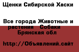 Щенки Сибирской Хаски - Все города Животные и растения » Собаки   . Брянская обл.